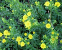 chrysopsis mariana 1.jpg
